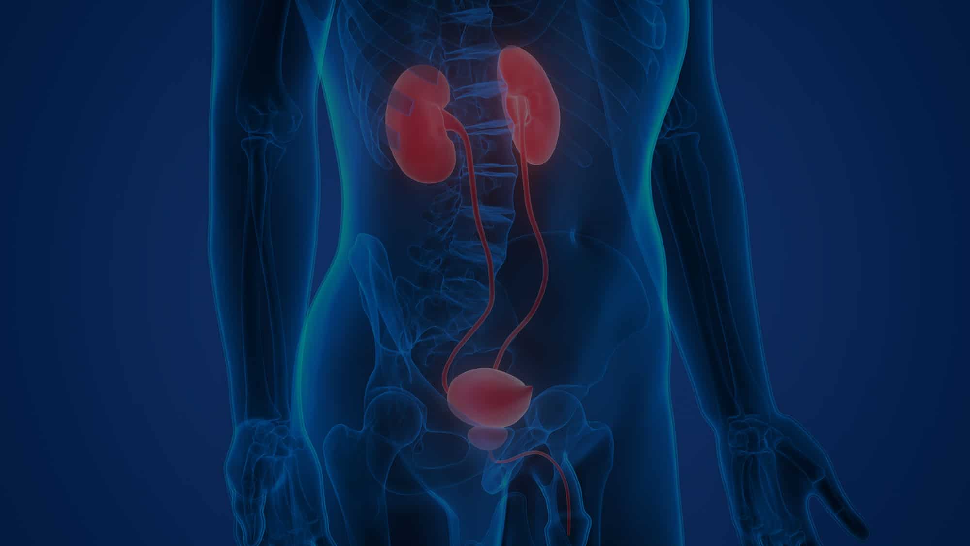 kidneys and prostate